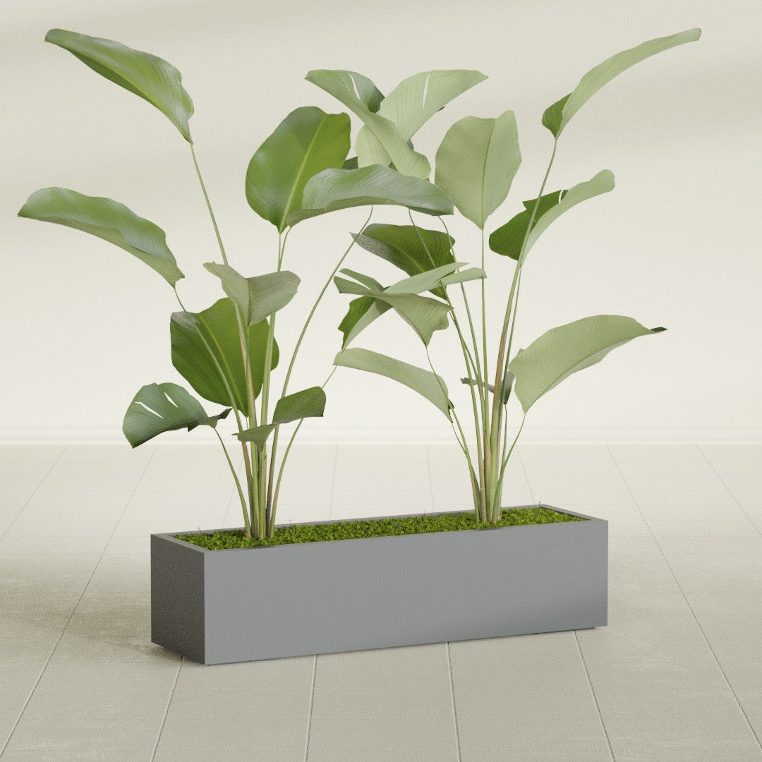 Cuba Low Rectangular fiberglass planter in Matte Gunmetal, shown planted, in a sunlit interior