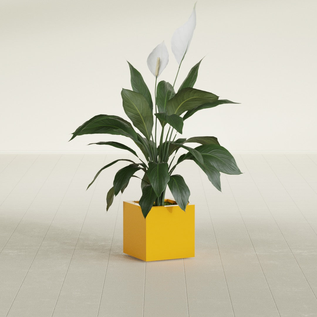 Montroy Cube fiberglass planter in Gloss Saffron, shown planted, in a sunlit interior