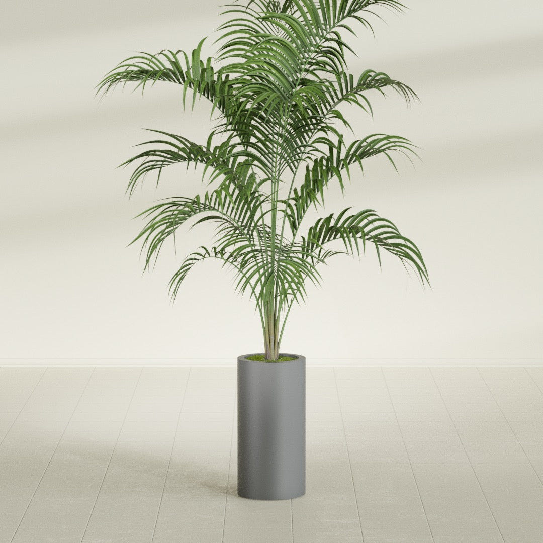 Corry Cylinder fiberglass planter in Matte Gunmetal, shown planted, in a sunlit interior