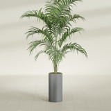 Corry Cylinder fiberglass planter in Matte Gunmetal, shown planted, in a sunlit interior