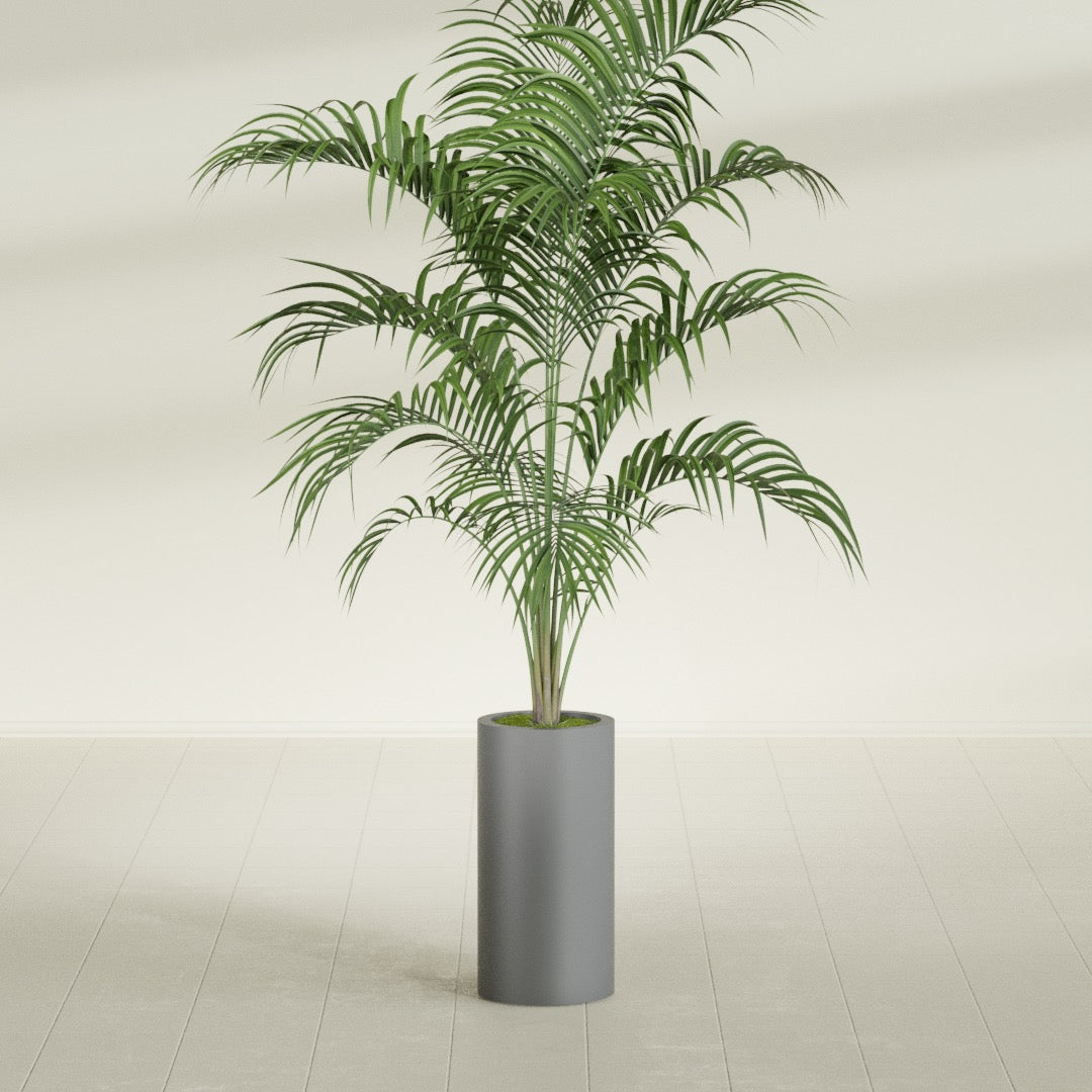 Corry Cylinder fiberglass planter in Matte Gunmetal, shown planted, in a sunlit interior