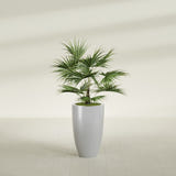 Brannan Tapered Round fiberglass planter in Metallic Silver, shown planted, in a sunlit interior