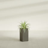 Hollywood Narrow Rectangular fiberglass planter in Matte Bronze, shown planted, in a sunlit interior