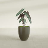 Valencia Tapered Round fiberglass planter in Matte Bronze, shown planted, in a sunlit interior