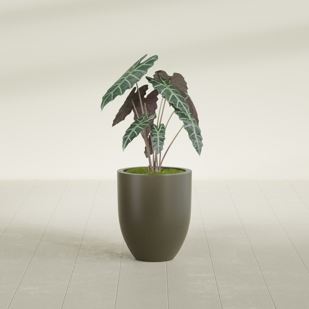 Valencia Tapered Round fiberglass planter in Matte Bronze, shown planted, in a sunlit interior