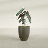 Valencia Tapered Round fiberglass planter in Matte Bronze, shown planted, in a sunlit interior