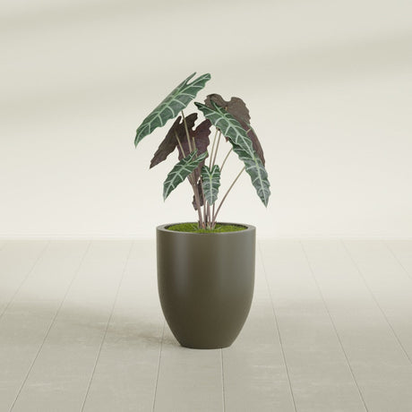 Valencia Tapered Round fiberglass planter in Matte Bronze, shown planted, in a sunlit interior