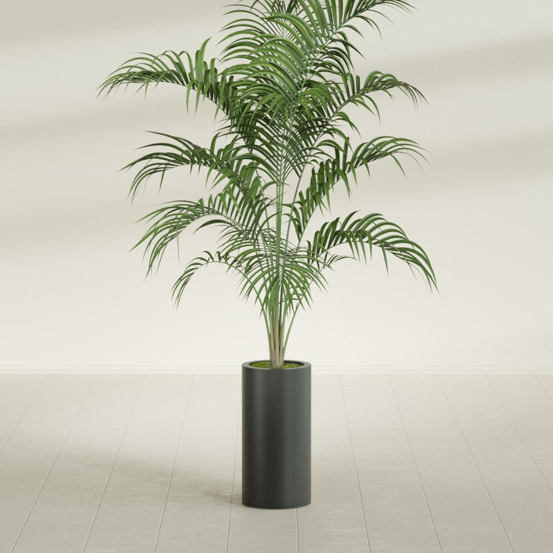 Corry Cylinder fiberglass planter in Matte Charcoal, shown planted, in a sunlit interior