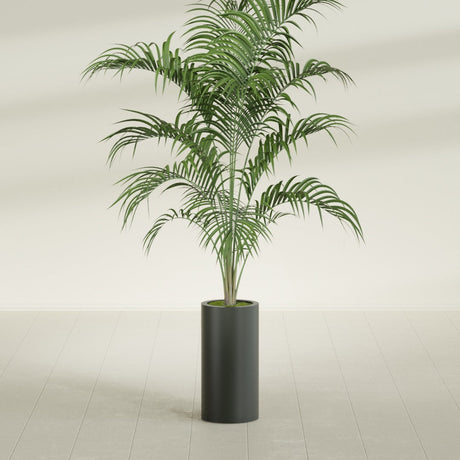 Corry Cylinder fiberglass planter in Matte Charcoal, shown planted, in a sunlit interior