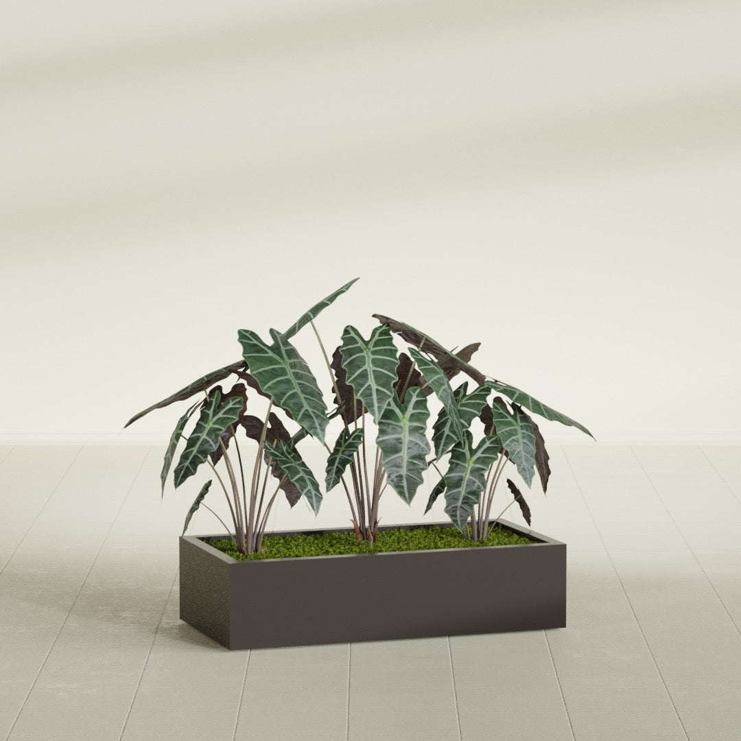 Antwerp Rectangular fiberglass planter in Matte Dark Brown, shown planted, in a sunlit interior