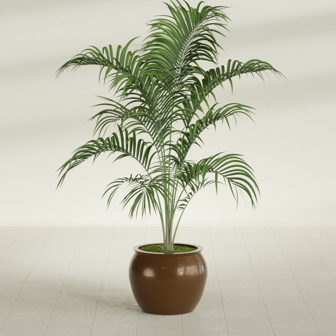 Shanghai Fishbowl fiberglass planter in Metallic Bronze, shown planted, in a sunlit interior