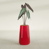 Saigon Tapered Round fiberglass planter in Gloss Red, shown planted, in a sunlit interior