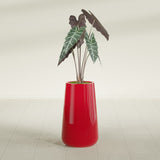Saigon Tapered Round fiberglass planter in Gloss Red, shown planted, in a sunlit interior