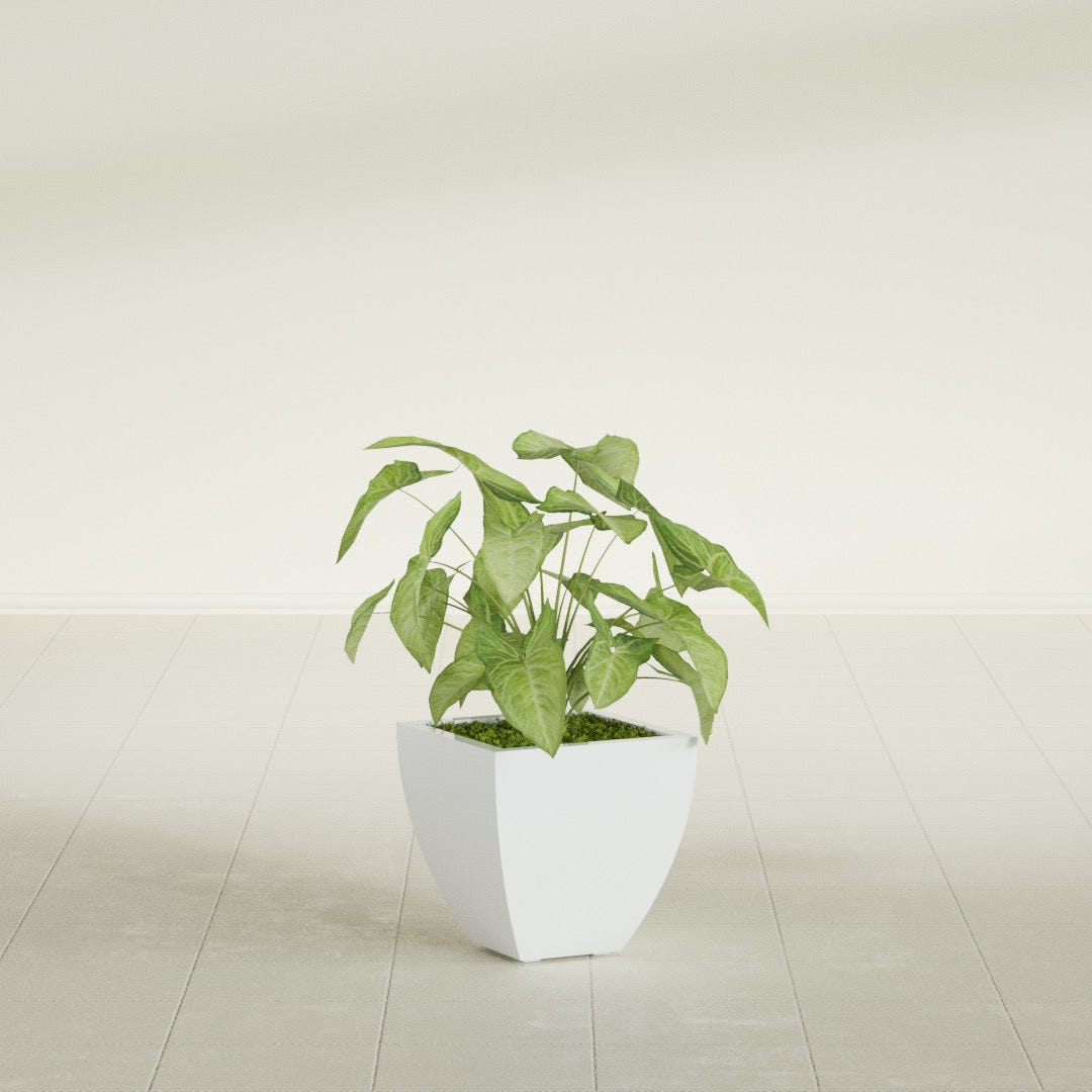 Lima Tapered Square fiberglass planter in Matte Bright White, shown planted, in a sunlit interior
