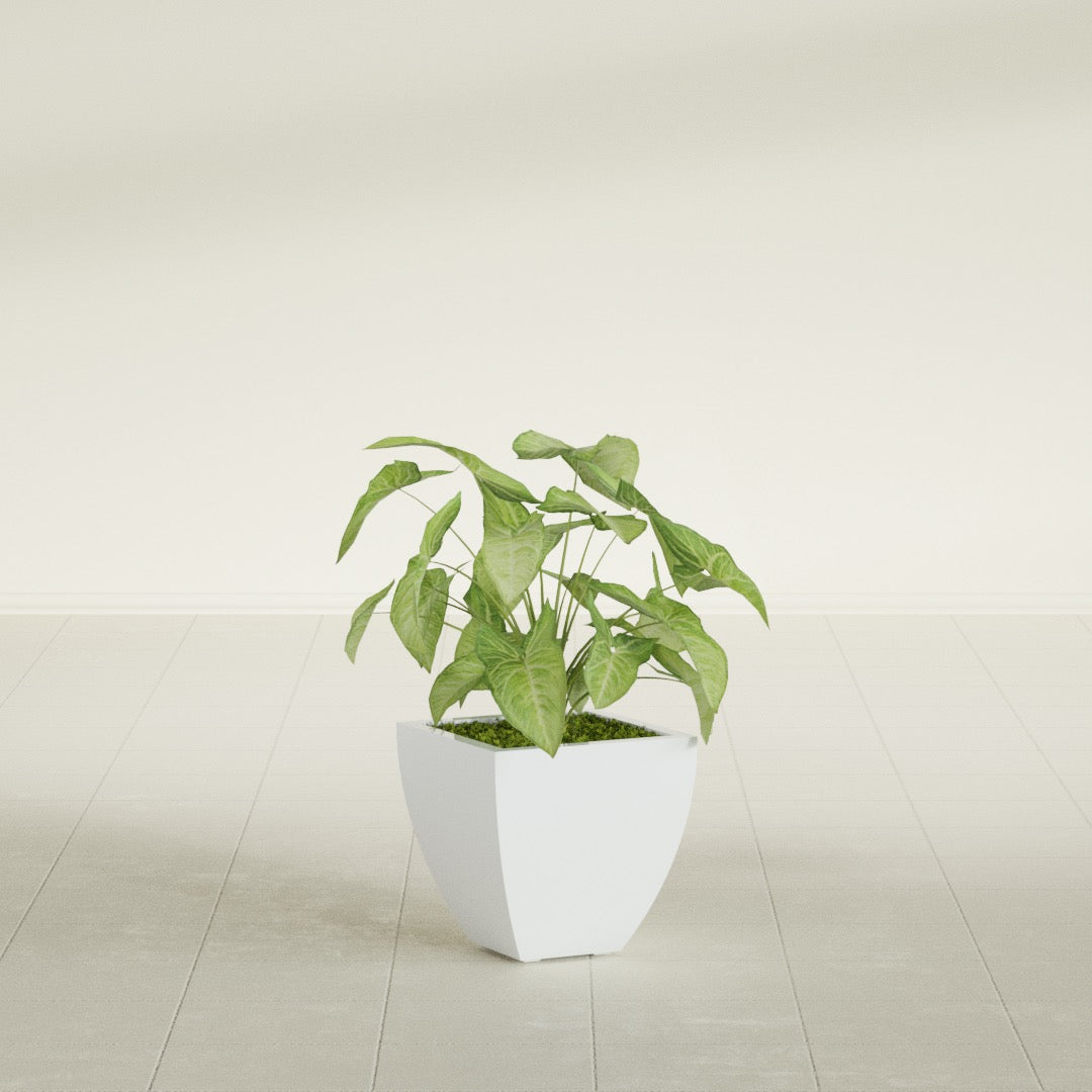 Lima Tapered Square fiberglass planter in Matte Bright White, shown planted, in a sunlit interior