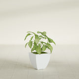 Lima Tapered Square fiberglass planter in Matte Bright White, shown planted, in a sunlit interior