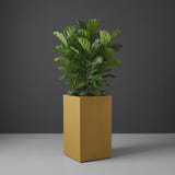 Darwin Corner fiberglass planter in Gloss Metallic Gold, planted with fiddle-leaf fig, studio