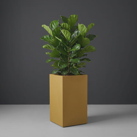 Darwin Corner fiberglass planter in Gloss Metallic Gold, planted with fiddle-leaf fig, studio