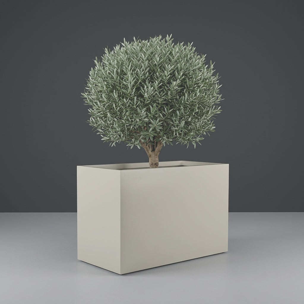 Darwin Rectangular fiberglass planter in Satin Beige, planted with an olive tree with a clipped rounded canopy on a short woody trunk, studio