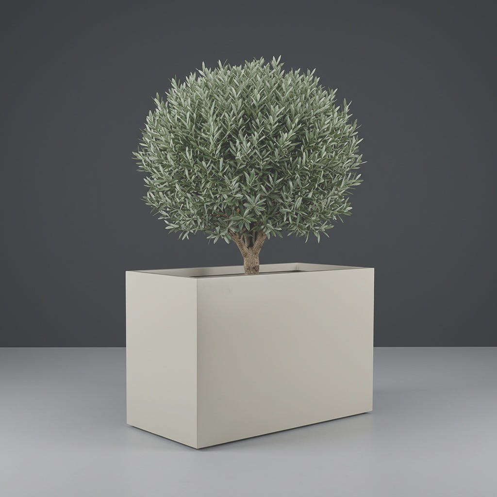 Darwin Rectangular fiberglass planter in Satin Beige, planted with an olive tree with a clipped rounded canopy on a short woody trunk, studio