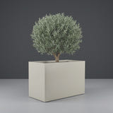 Darwin Rectangular fiberglass planter in Satin Beige, planted with an olive tree with a clipped rounded canopy on a short woody trunk, studio