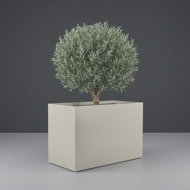 Darwin Rectangular fiberglass planter in Satin Beige, planted with an olive tree with a clipped rounded canopy on a short woody trunk, studio