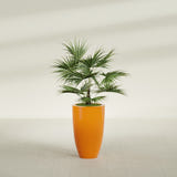 Brannan Tapered Round fiberglass planter in Gloss Tangerine, shown planted, in a sunlit interior