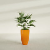 Brannan Tapered Round fiberglass planter in Gloss Tangerine, shown planted, in a sunlit interior