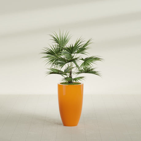 Brannan Tapered Round fiberglass planter in Gloss Tangerine, shown planted, in a sunlit interior