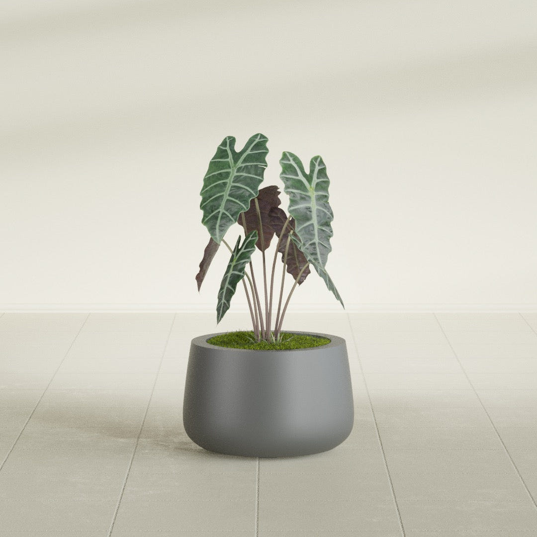 Short Hayden Bowl fiberglass planter in Matte Gunmetal, shown planted, in a sunlit interior