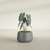 Short Hayden Bowl fiberglass planter in Matte Gunmetal, shown planted, in a sunlit interior