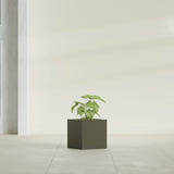 Monaco Cube fiberglass planter in Matte Bronze, shown planted, in a sunlit interior