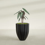 Alicante Fluted fiberglass planter in Matte Black, shown planted, in a sunlit interior