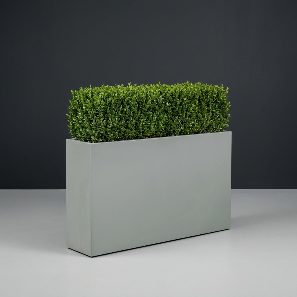 Delray Rectangular fiberglass planter in Matte Cement Grey, planted with continuous mound of trimmed boxwood hedging, studio