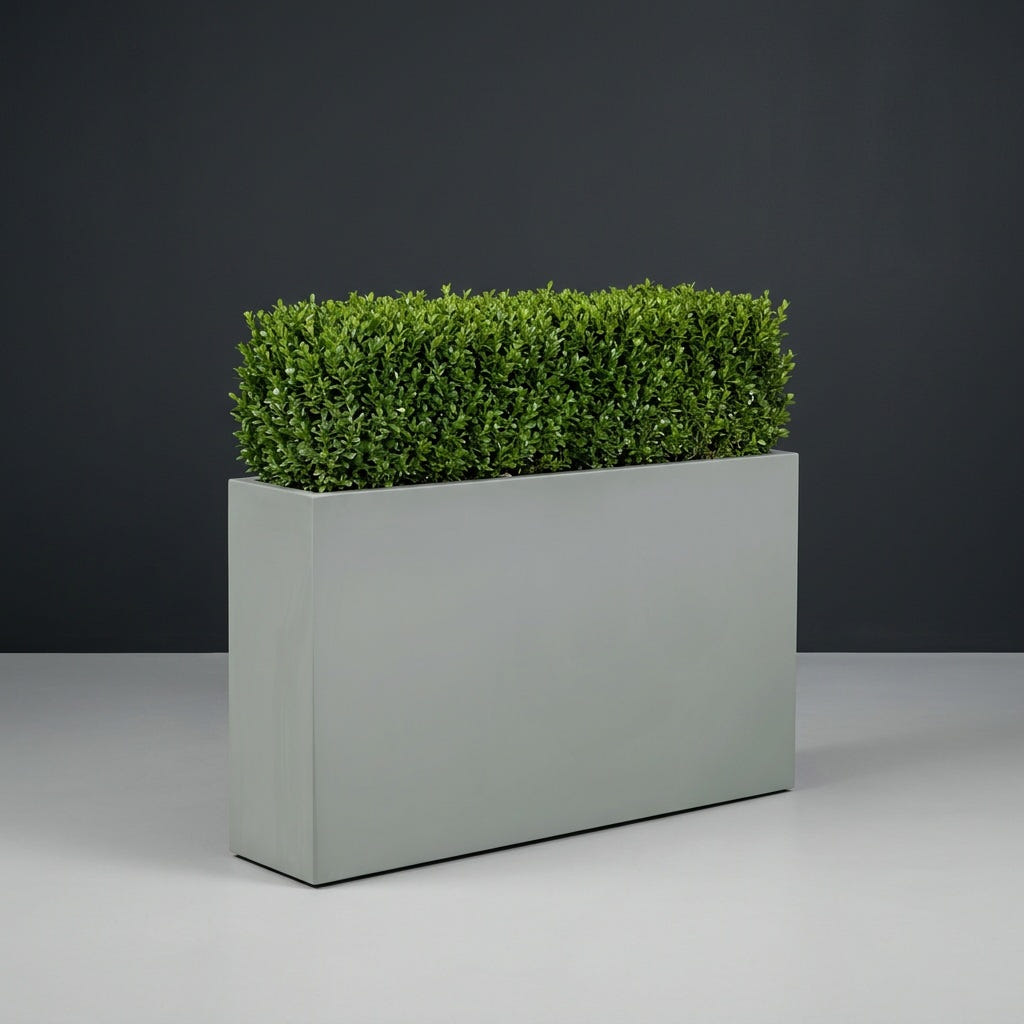 Delray Rectangular fiberglass planter in Matte Cement Grey, planted with continuous mound of trimmed boxwood hedging, studio