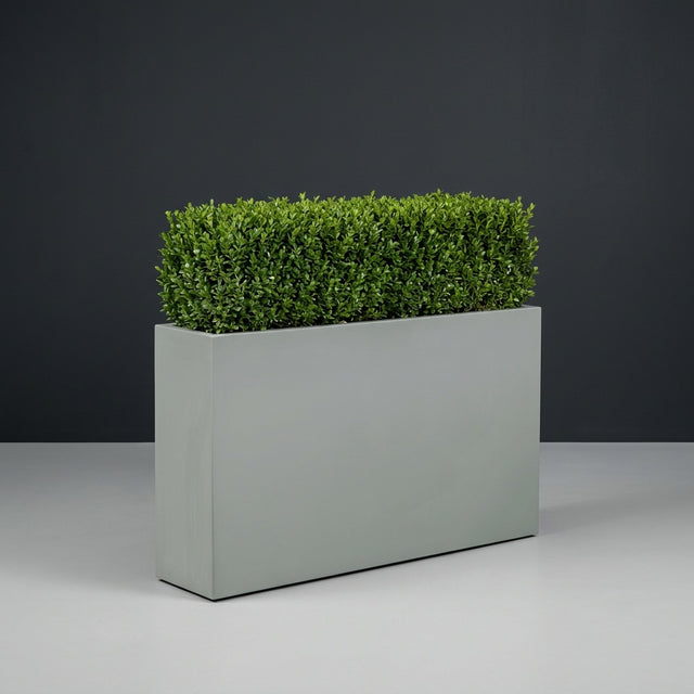 Delray Rectangular fiberglass planter in Matte Cement Grey, planted with continuous mound of trimmed boxwood hedging, studio