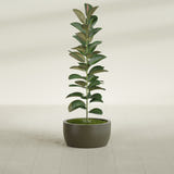 Casablanca Bowl fiberglass planter in Matte Bronze, shown planted, in a sunlit interior