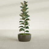 Casablanca Bowl fiberglass planter in Matte Bronze, shown planted, in a sunlit interior