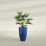 Brannan Tapered Round fiberglass planter in Matte Cobalt Blue, shown planted, in a sunlit interior