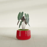 Short Hayden Bowl fiberglass planter in Gloss Red, shown planted, in a sunlit interior