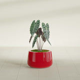 Short Hayden Bowl fiberglass planter in Gloss Red, shown planted, in a sunlit interior