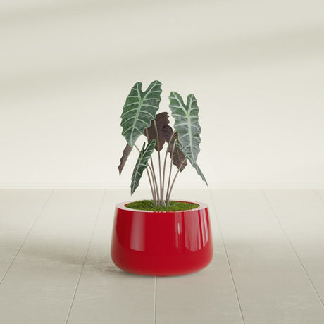 Short Hayden Bowl fiberglass planter in Gloss Red, shown planted, in a sunlit interior