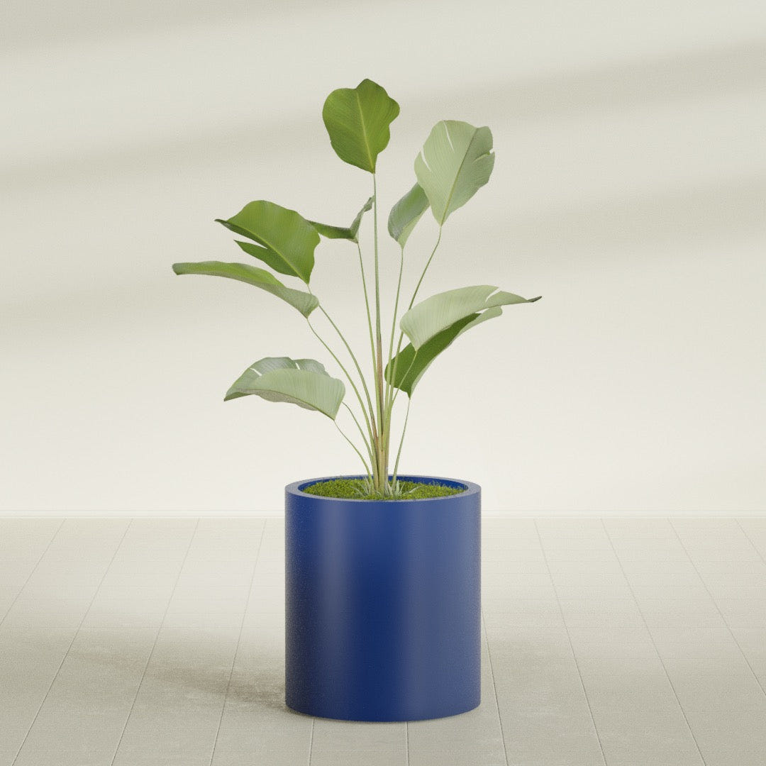Rio Grande Cylinder fiberglass planter in Matte Cobalt Blue, shown planted, in a sunlit interior