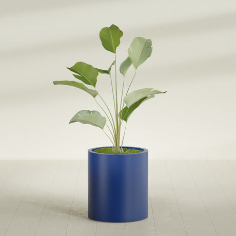 Rio Grande Cylinder fiberglass planter in Matte Cobalt Blue, shown planted, in a sunlit interior