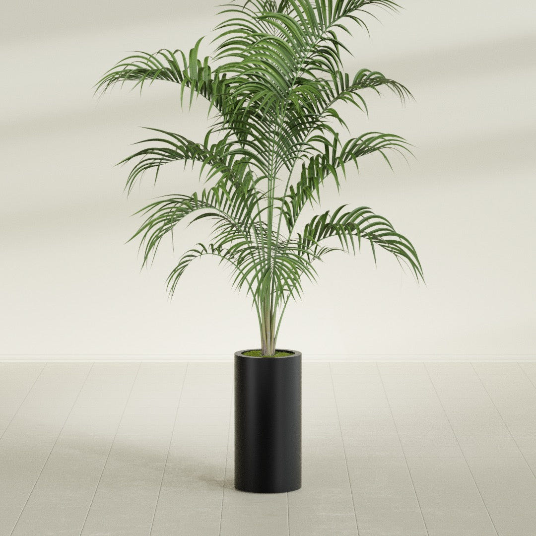 Corry Cylinder fiberglass planter in Matte Black, shown planted, in a sunlit interior
