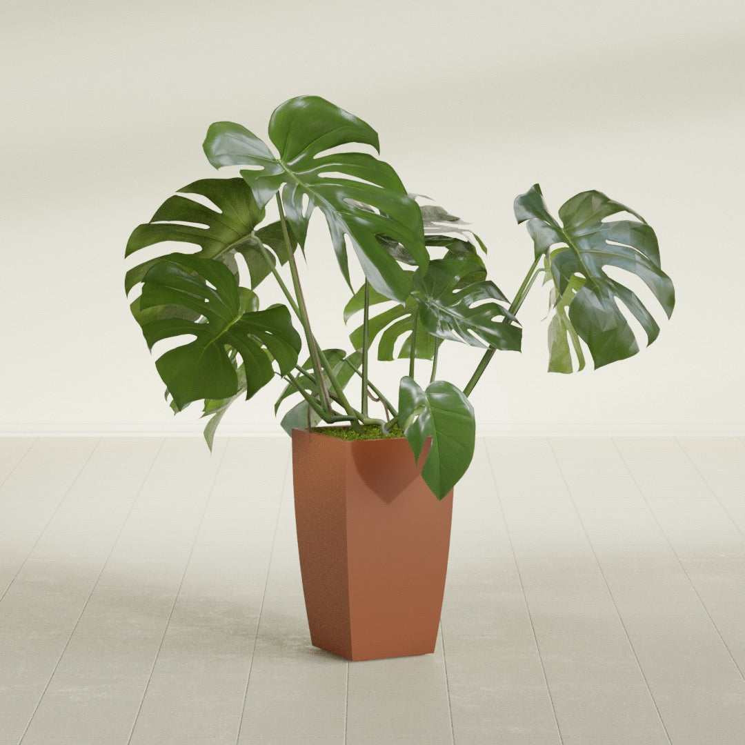 Toulan Tapered Square fiberglass planter in Matte Terra Cotta, shown planted, in a sunlit interior