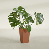 Toulan Tapered Square fiberglass planter in Matte Terra Cotta, shown planted, in a sunlit interior