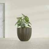 Santa Barbara Fluted Round fiberglass planter in Matte Bronze, shown planted, in a sunlit interior