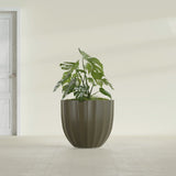 Santa Barbara Fluted Round fiberglass planter in Matte Bronze, shown planted, in a sunlit interior