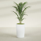 Tegel Round Tapered fiberglass planter in Matte Bright White, shown planted, in a sunlit interior